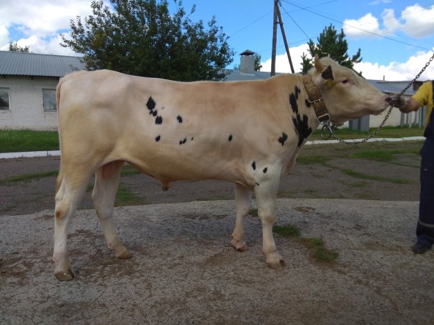 МАРСЕЛЬ 19435 КСЧП-241